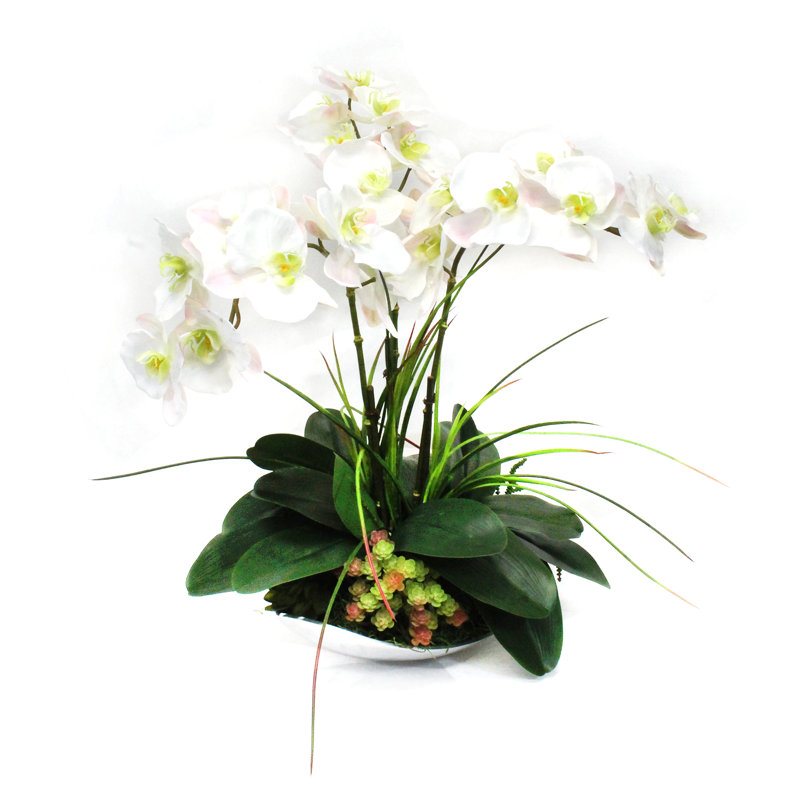 Orchid Arrangement in Bowl