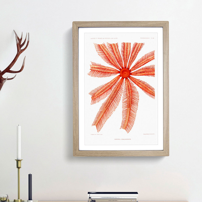 Starfish by Albert I - Framed Print, 65cm H x 48cm W x 2cm D, Oak Framed
