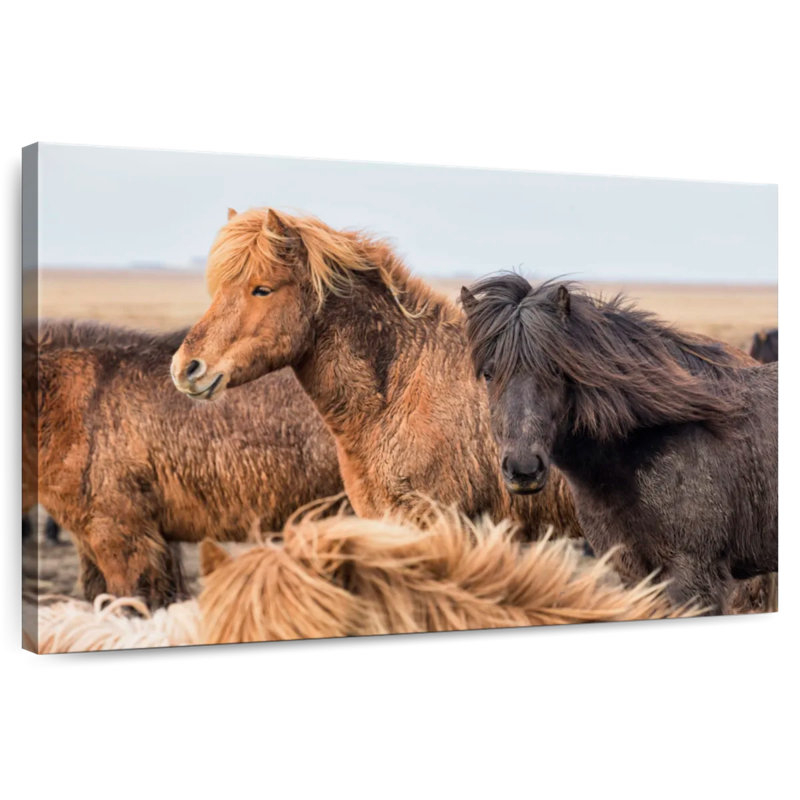 Brampt, chevaux islandais dans la campagne du douzième, H 30 po x l 45 po