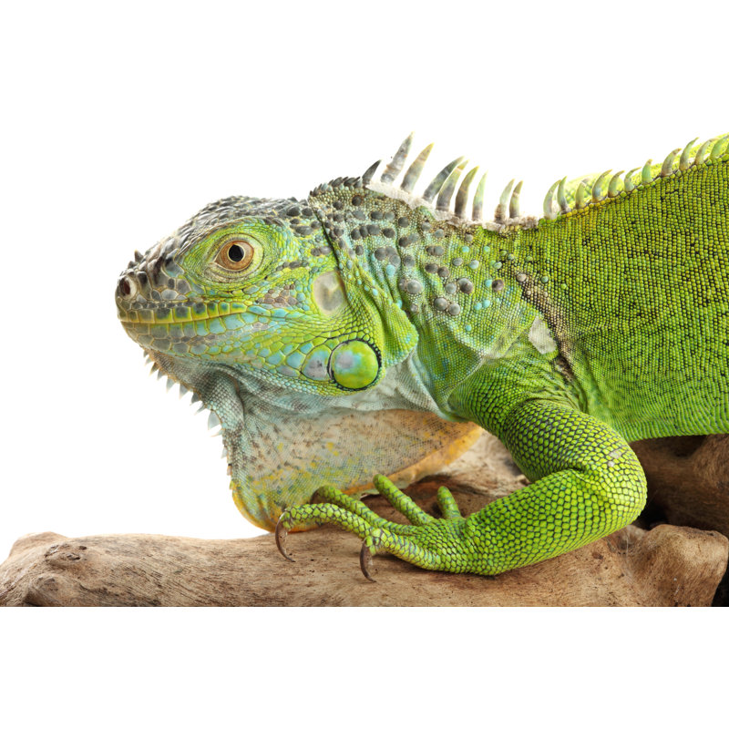 Green Iguana by Tunart, 32" H x 48" W