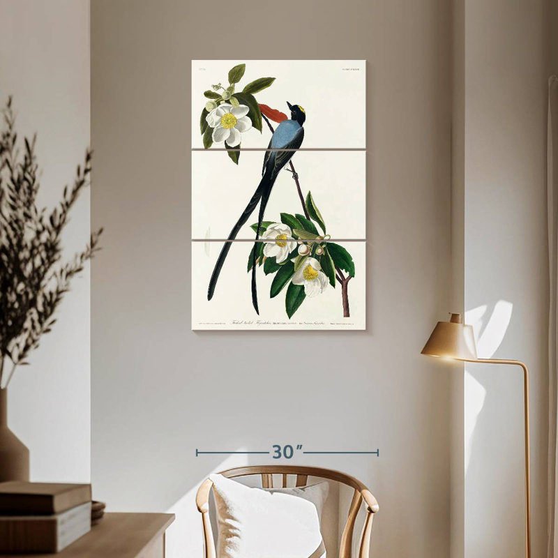 Fork-Tailed Flycatcher, 57" H x 36" W