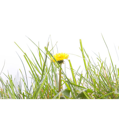 Dandelion by Ncognet0