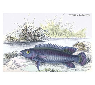 « cychla fasciata » par robert h. schomburgk, reproduction d’art