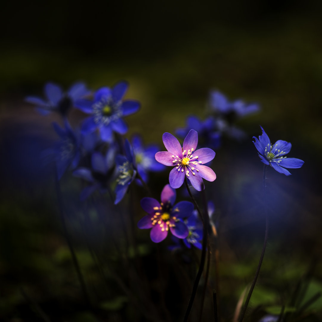 Hepatica Nobilis von Dansiga - Kunstdrucke auf Leinwand