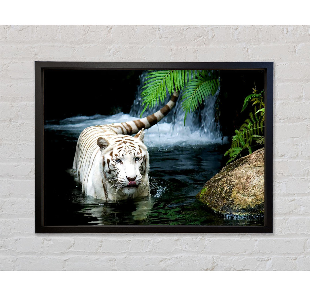 White Tiger Beautiful - Einzelner Bilderrahmen Kunstdrucke auf Leinwand