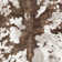 Tapis Rayne Charley Cow
