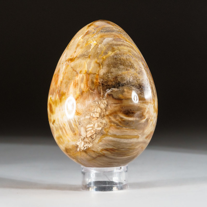 Petrified Wood Egg, Orange/Yellow/Brown, 3" H x 2" W x 2" D