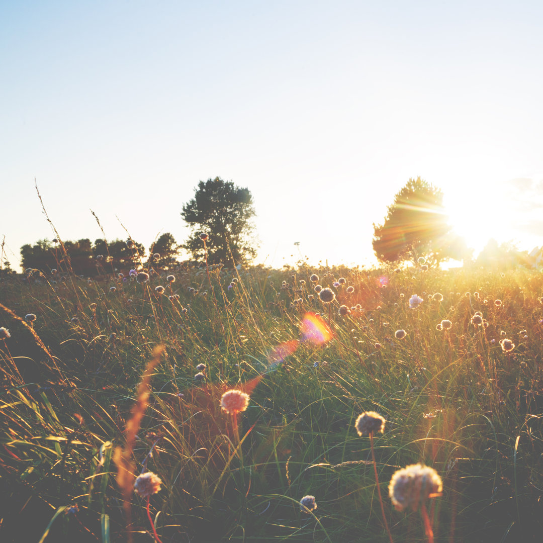 Sommerwiese im Sonnenuntergang von Rike_ - Drucken