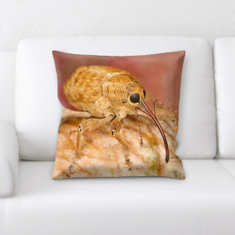 Coussin filbert weevil