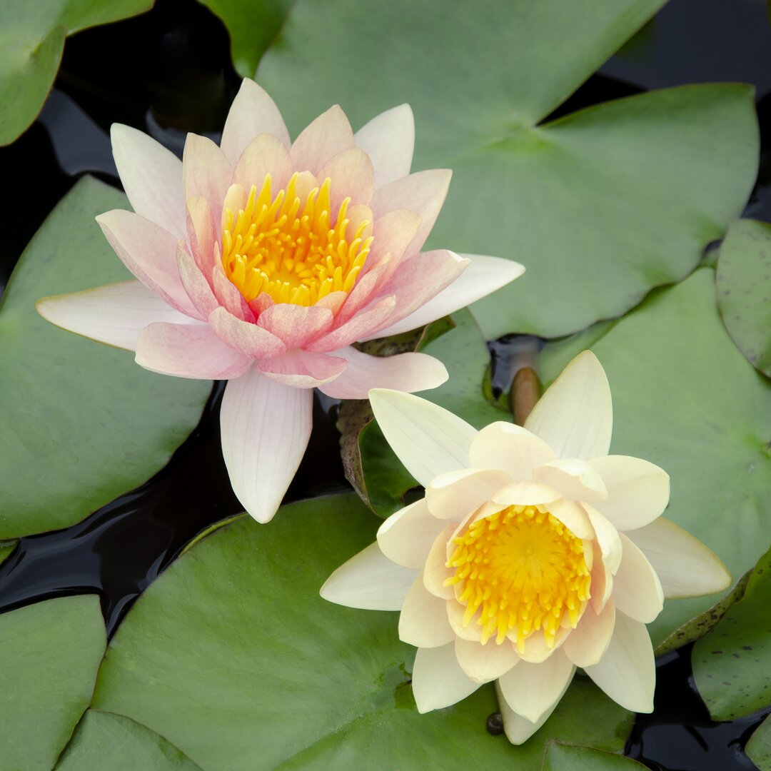 Leinwandbild Water Lily Flowers I von Laura Denardo