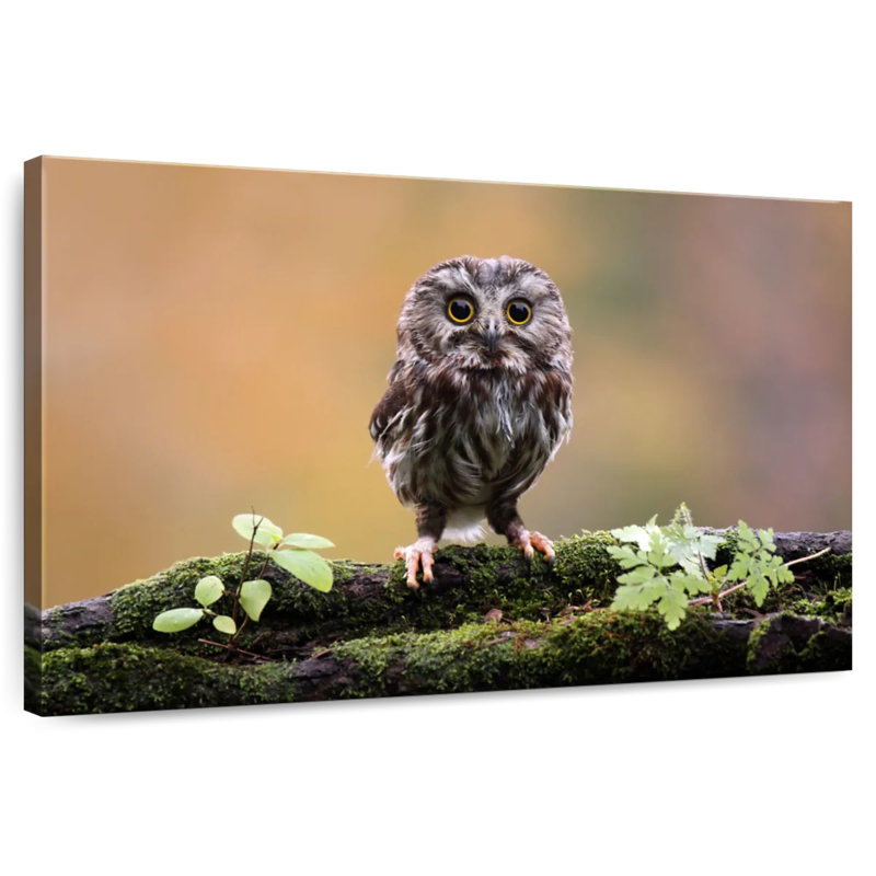 Brampt Charming Little Owl, 8" H x 12" W