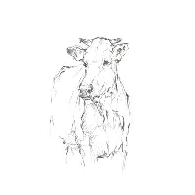 Bovine Quick Study II - Painting