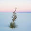 Reproduction de photo sur toile tendue, "soaptree yucca ii, sable national de-new mexico, usa-20158431-72597262-72597263