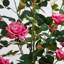 4 pi Rosier artificiel