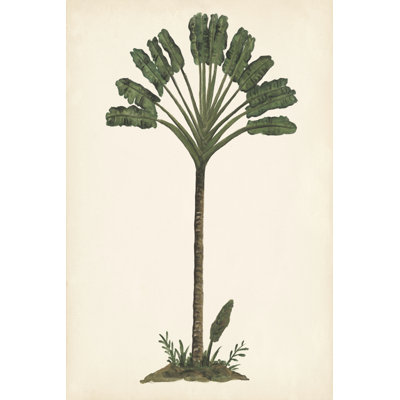 Palm Tree Study I - Wrapped Canvas Art Prints