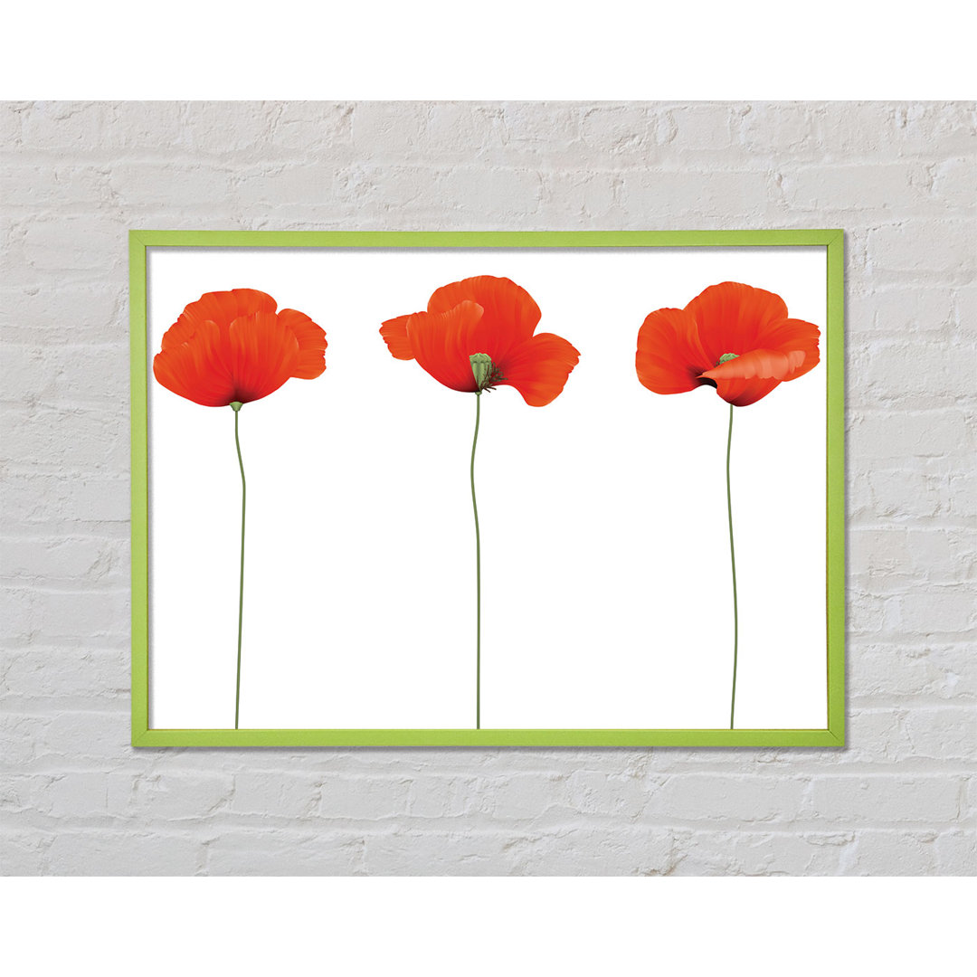 Gerahmtes Poster Amarante Three Poppies Standing