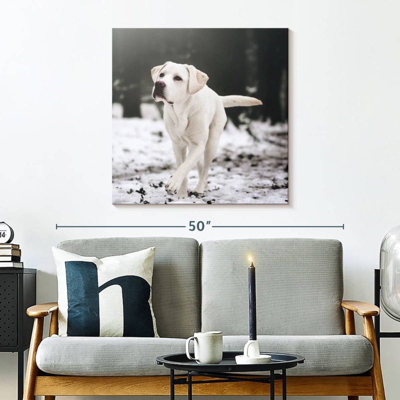 Brampt Labrador Retriever