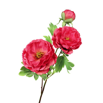 Tiges de pivoines