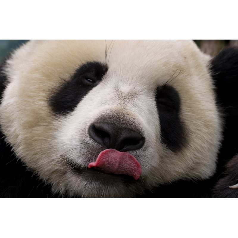 Licking Panda by Jasonmooy, 20" H x 30" W