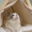 Brylan Tent Pet Bed-2057424557
