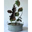 Décoration de jardin d'extérieur en métal avec grenouille et lotus