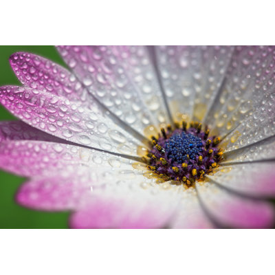 Pink Gerber Daisy Macro 1 Piece Wrapped Canvas Wall Art