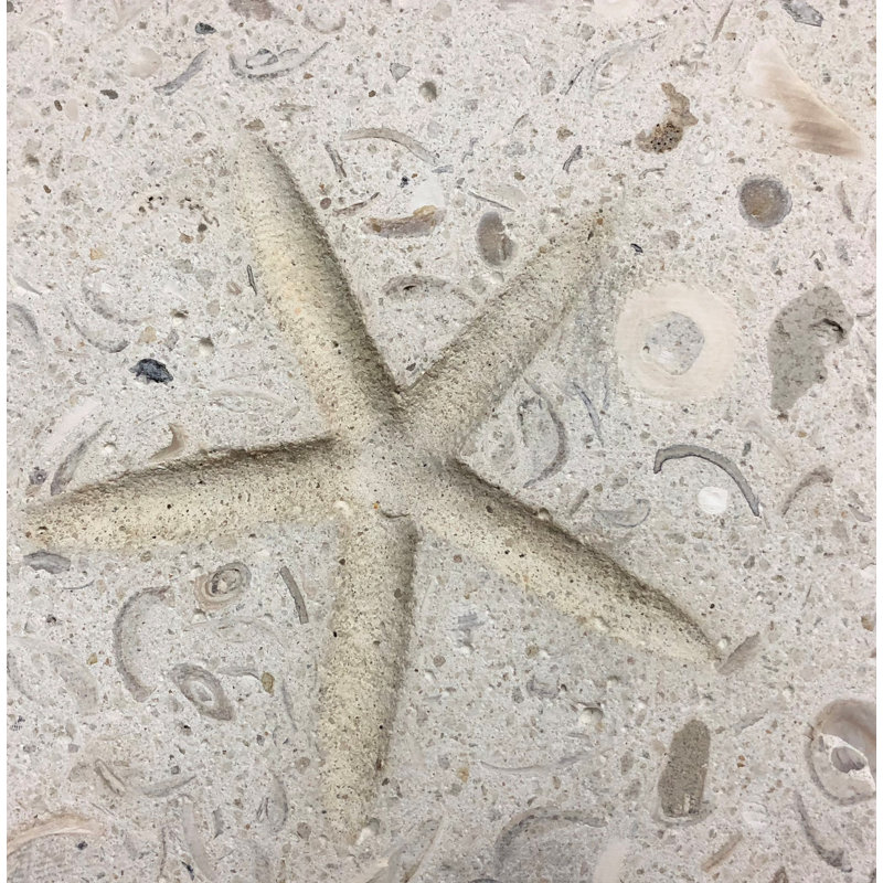 6" x 6" Seastone Cement Starfish Fossil Impression Square Edge Medallion Tile in Beige