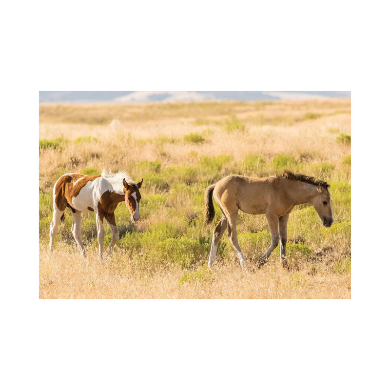 USA, Utah, Tooele County. Wild Horse Foals Walking. by Jaynes Gallery - Wrapped Canvas Gallery-Wrapped Canvas Giclée