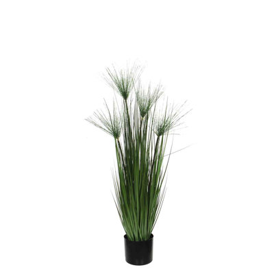 Flowering Plant in Pot