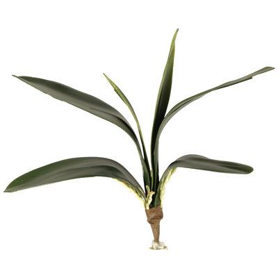 Plante de feuillage orchidée