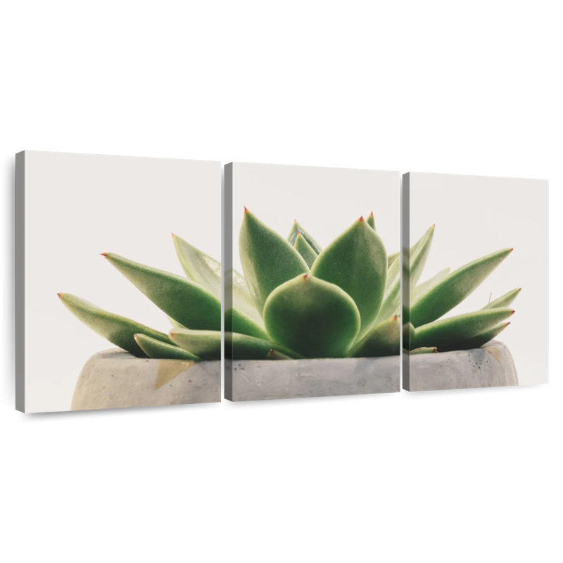 Plante grasse Harnek Stone Pot, H 12 po x l 26 po