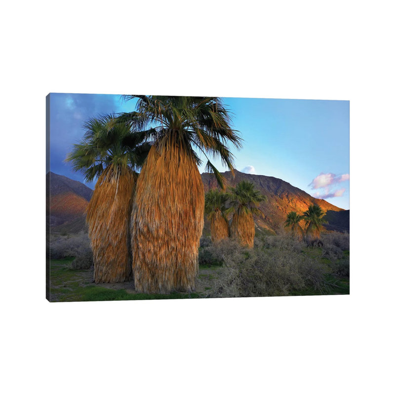 Real Fan Palm, Anza-Borrego Desert, California by Tim Fitzharris - Wrapped Canvas Print, 20.32 cm H x 30.48 cm W