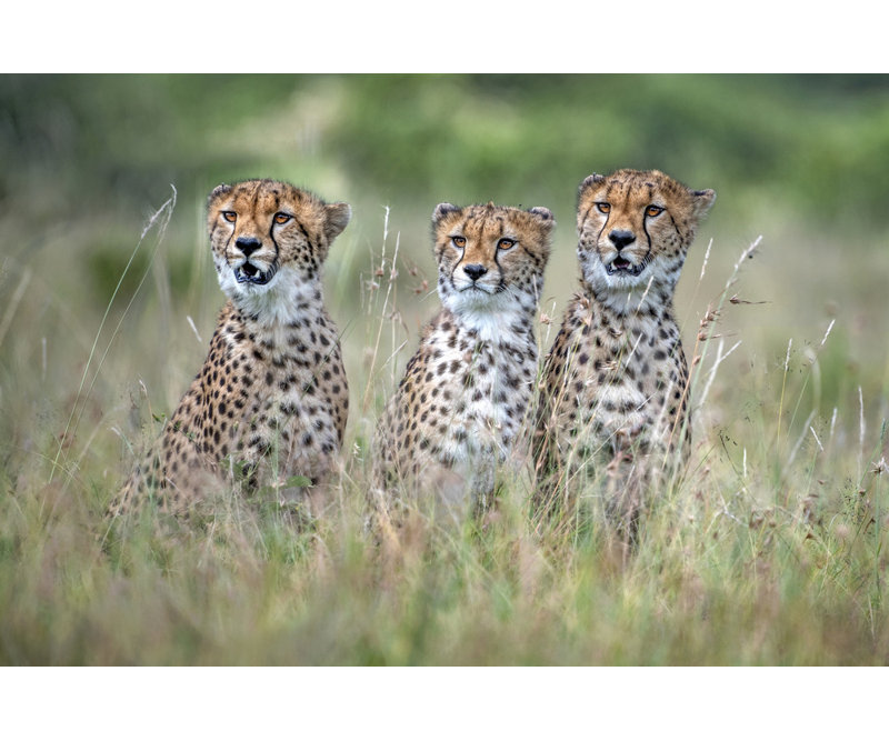 Wrapped Canvas Print, 50.8 cm H x 76.2 cm W