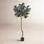 Fiddle Leaf Fig Tree