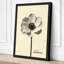 Anemone Study Botanical - Wrapped Canvas-528046634-528046635