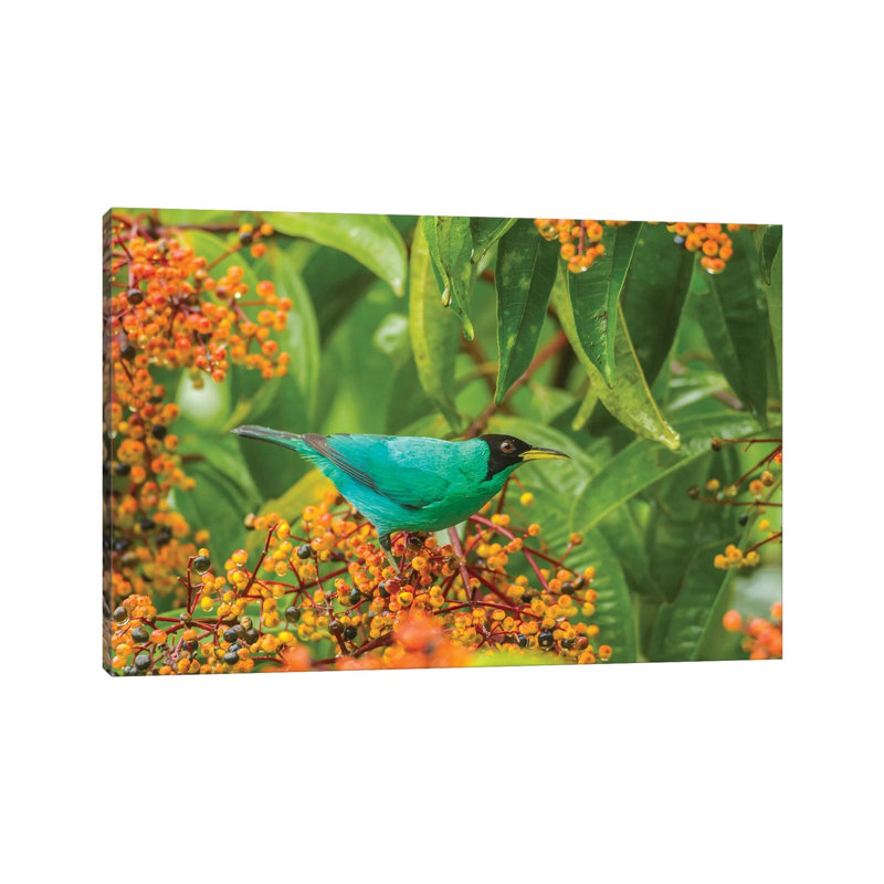 Costa Rica, Arenal. Green Honeycreeper And Berries. by Jaynes Gallery - Wrapped Canvas Print
