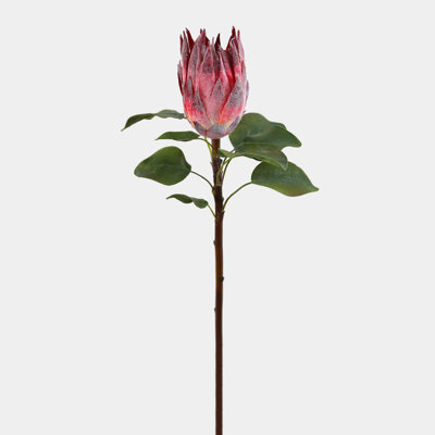 Protea 23,5 po bourgogne