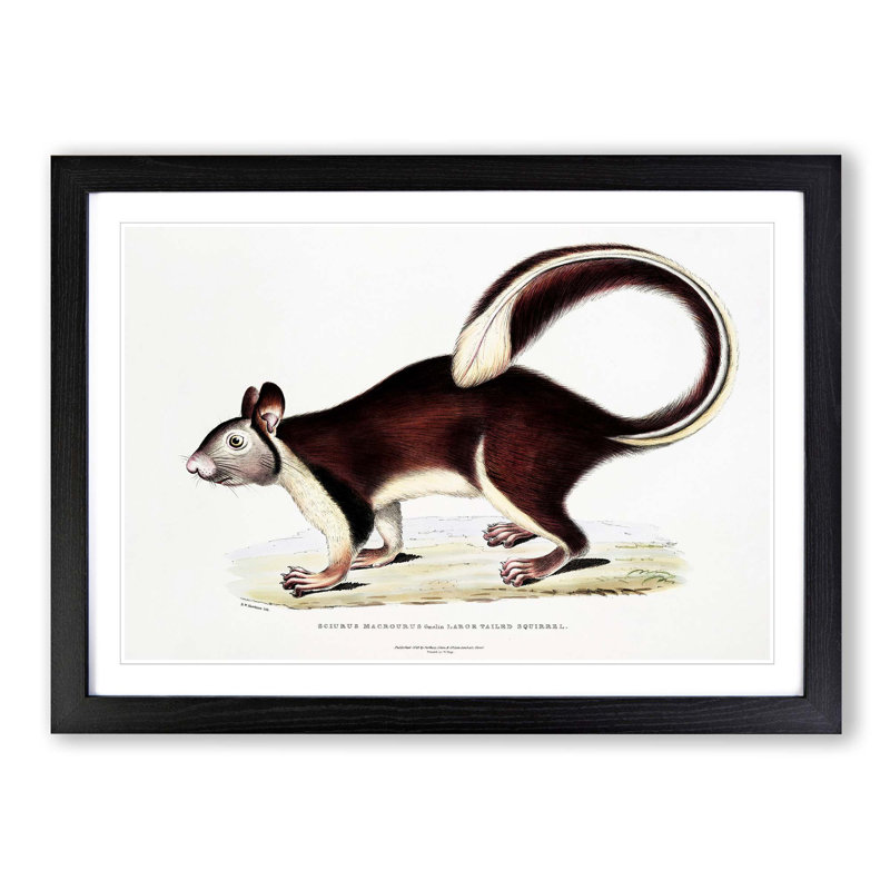 Large-Tailed Squirrel Illustration by John Edward Gray - Picture Frame Painting Print, 48cm H x 65cm W x 2cm D, Black Framed
