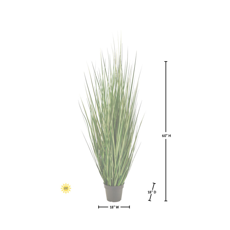 Herbe panachée 60 po UV UV, 60 in x 17 in