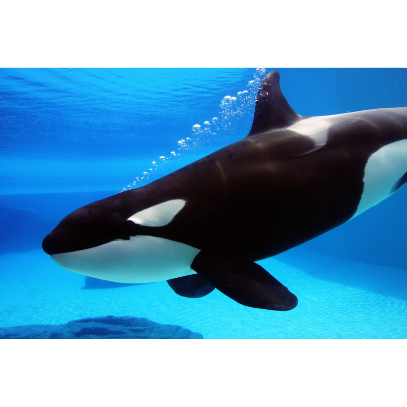 Killer Whale - Photographie sur toile tendue, L 12 po x H 8 po