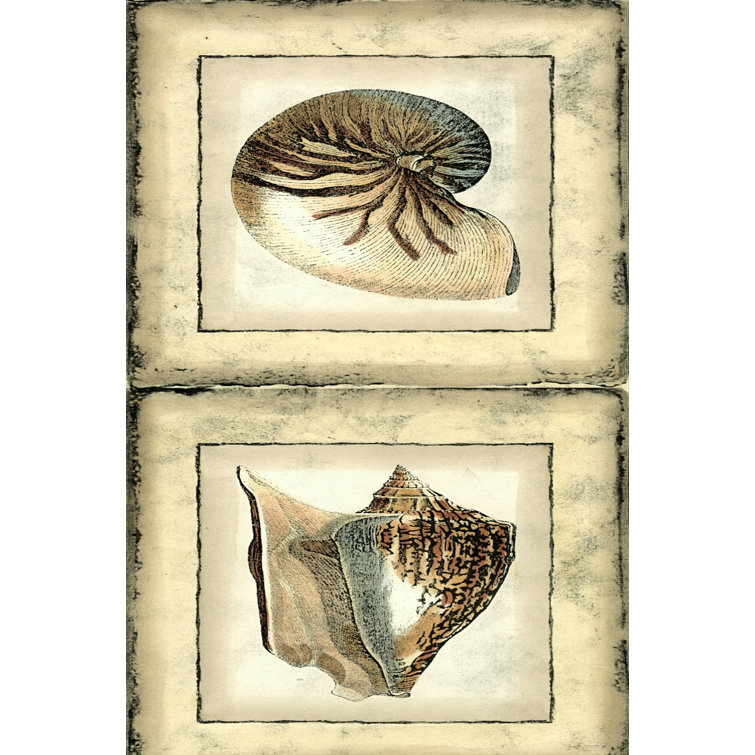 Mini Rustic Shell Panel II - Wrapped Canvas Art Prints