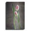 «Spring Tulips VI» par Debra Van Swearingen-1748444089