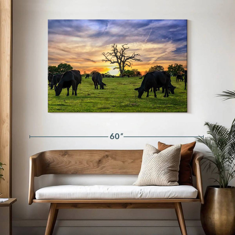 Brampt broutant Aberdeen Angus, H 32 po x l 48 po