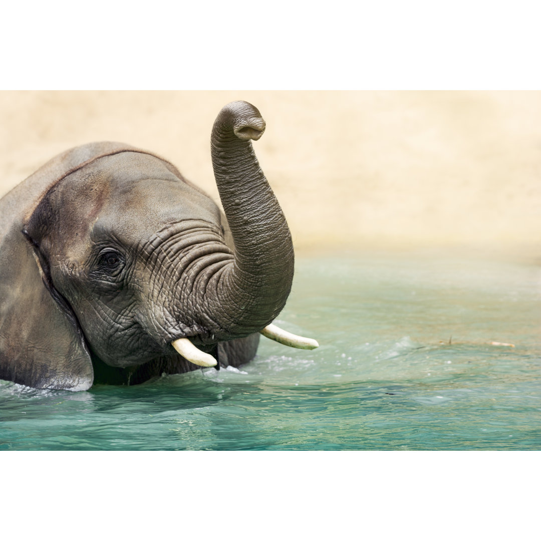 Elefant beim Baden im Fluss 1137425943