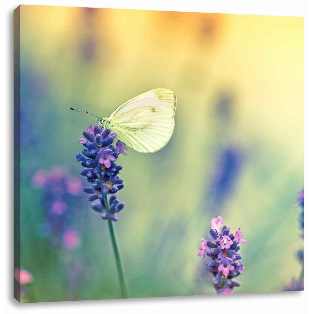 Leinwandbild Schmetterling auf Lavendel