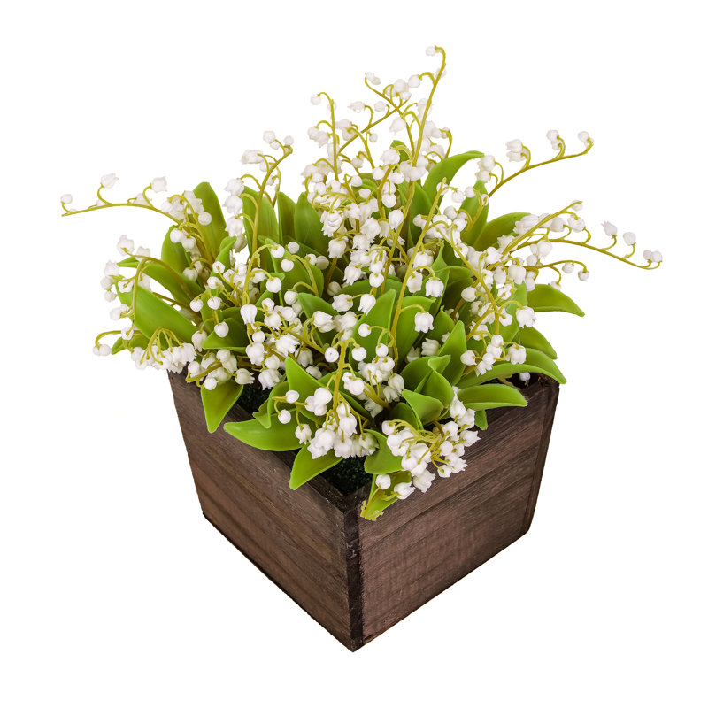 Muguet dans une boîte en bois, Vert