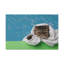 «Cute Exotic Shorthair Bathee», art mural sur toile-2131633295