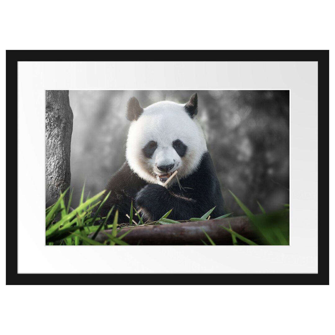 Gerahmtes Poster Niedlicher Panda isst Bambus