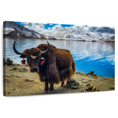 Yak tibétain