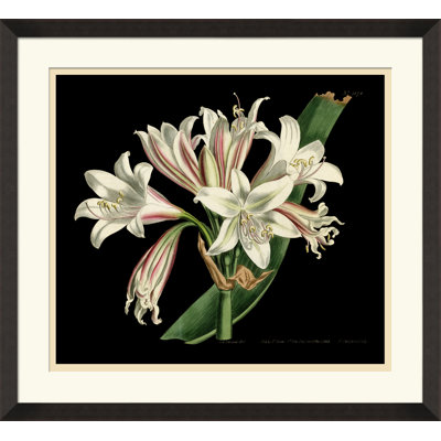 Antique Orchid On Black III Painting